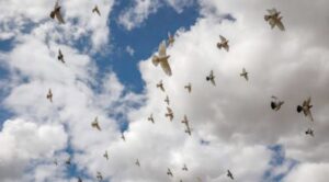 تحت شعار أطفئوا الأنوار ليلًا .. العالم يحتفل باليوم العالمي لهجرة الطيور 25 - جريدة المساء