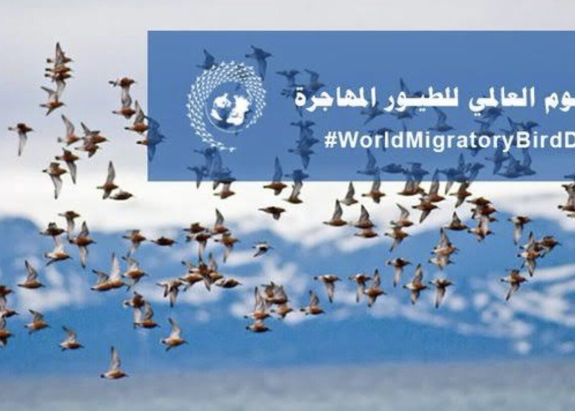 تحت شعار أطفئوا الأنوار ليلًا .. العالم يحتفل باليوم العالمي لهجرة الطيور 15 - جريدة المساء