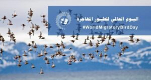 تحت شعار أطفئوا الأنوار ليلًا .. العالم يحتفل باليوم العالمي لهجرة الطيور 27 - جريدة المساء