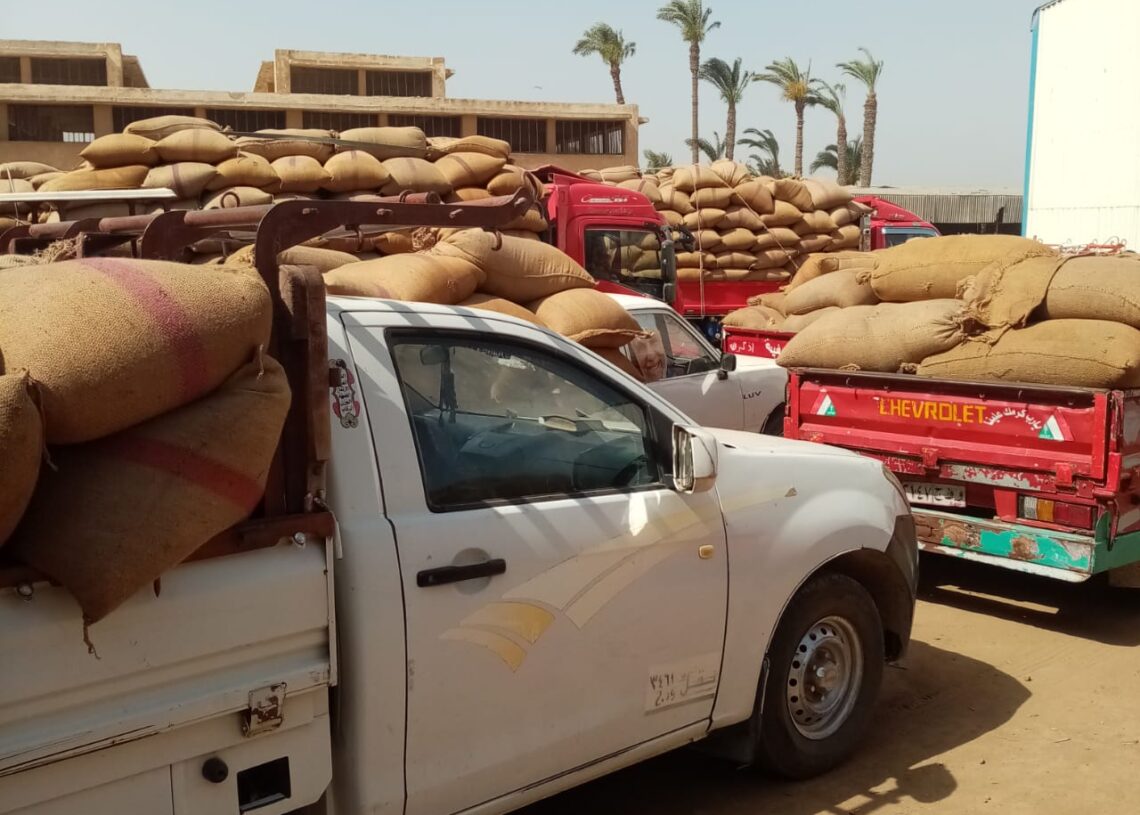 توريد 132 ألف طن قمح بالصوامع والشون .. ببنى سويف 19 - جريدة المساء