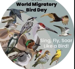 تحت شعار أطفئوا الأنوار ليلًا .. العالم يحتفل باليوم العالمي لهجرة الطيور 31 - جريدة المساء