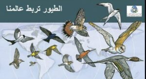 تحت شعار أطفئوا الأنوار ليلًا .. العالم يحتفل باليوم العالمي لهجرة الطيور 33 - جريدة المساء