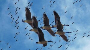 تحت شعار أطفئوا الأنوار ليلًا .. العالم يحتفل باليوم العالمي لهجرة الطيور 19 - جريدة المساء