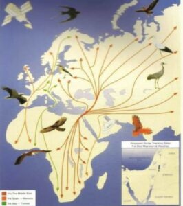 تحت شعار أطفئوا الأنوار ليلًا .. العالم يحتفل باليوم العالمي لهجرة الطيور 23 - جريدة المساء