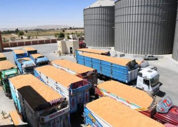 مصر كلها خير .. حصاد وتوريد القمح نهار وليل الحقول تزينت بالمزارعين.. و مشهد السيارات أمام الشون يسر الناظرين 18 - جريدة المساء