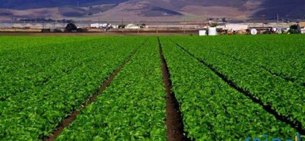 ""الدهمة" بعد توليه رئاسة "العربي للاستثمار الزراعي": مصر حريصة على تهيئة مناخ جاذب للاستثمار المحلي والاجنبي 15 - جريدة المساء