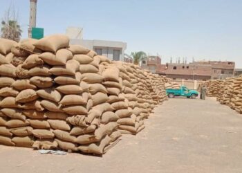 محافظ بني سويف: استلام أكثر من 167 ألف طنًا من القمح المحلى بنسبة 73% تقريبًا من المستهدف 31 - جريدة المساء