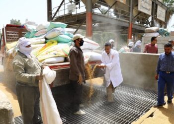 توريد 57 ألف طن أقماح بسوهاج 23 - جريدة المساء