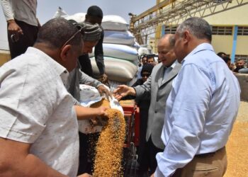 توريد 102 ألف طن قمح بشون وصوامع أسيوط 31 - جريدة المساء