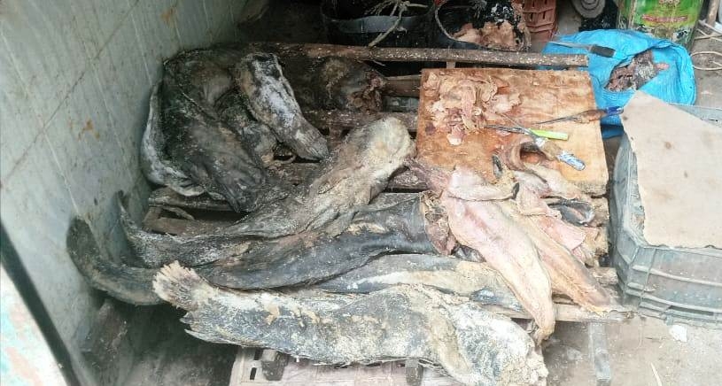 ضبط 165 كجم من الأسماك المملحة غير صالحة للإستهلاك الآدمى باسوان 19 - جريدة المساء