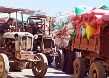 توريد 193092 طن و 715 كجم من القمح في كفر الشيخ 25 - جريدة المساء