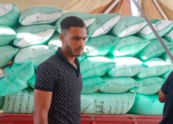 توريد 170231 طن و 271 كجم من القمح في كفر الشيخ 17 - جريدة المساء