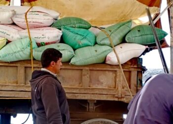 توريد 188149 طن و 68 كجم من القمح في كفر الشيخ 15 - جريدة المساء