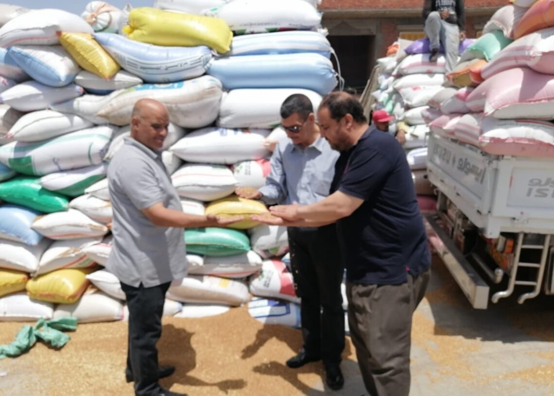 إستمرار توريد الأقماح المحليه بكفرالشيخ 17 - جريدة المساء إستمرار توريد الأقماح المحليه بكفرالشيخ