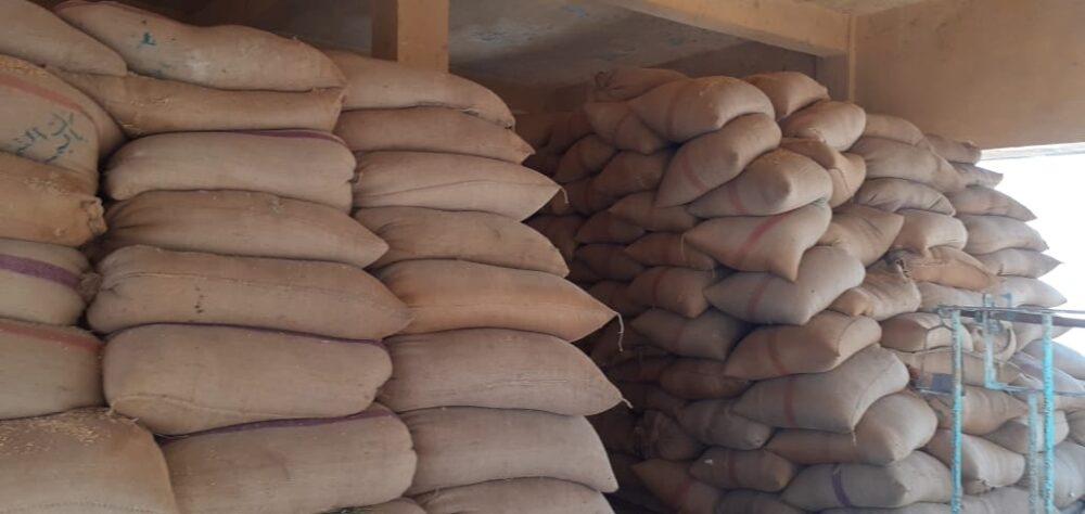 استلام أكثر من 161 ألف طناً من القمح المحلي بالصوامع والشون منذ بدء موسم الحصاد ببني سويف 19 - جريدة المساء