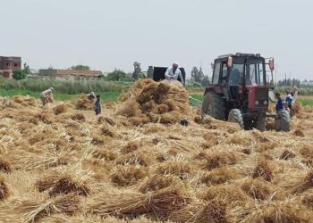 حصاد 25121 فدان بالقمح بالاسكندريه 19 - جريدة المساء