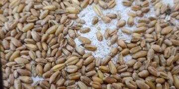 ضبط 12 طن أقماح محلية مخلوطة بالمستورد بمطحن خاص لإنتاج دقيق فاخر بأسيوط 1 - جريدة المساء