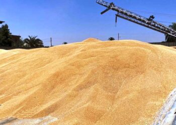 محافظ أسوان : ضبط 2.5 طن قمح بنصر النوبة قبل تهريبهم وبيعهم للسوق السوداء 17 - جريدة المساء