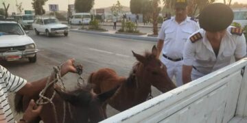 محافظ أسوان يأمر بمصادرة الأحصنة الضالة وتوقيع غرامات مالية وتحاليل مخدرات لأصحابها