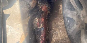 ضبط عامل جراج بالإسكندرية يعذب الكلاب حتي الموت 1 - جريدة المساء