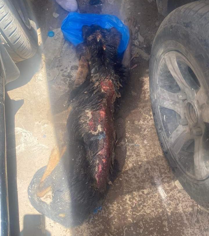 ضبط عامل جراج بالإسكندرية يعذب الكلاب حتي الموت 19 - جريدة المساء