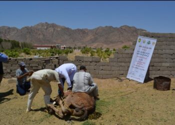 لزراعة: تعاون بين بحوث الصحراء والمنظمة العربية للتنمية الزراعية لتنفيذ انشطة إدماج أبناء سيناء بمنطقة وادي فيران 22 - جريدة المساء