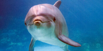 الدرافيل .. ضحية الحرب الروسية الاوكرانية 1 - جريدة المساء