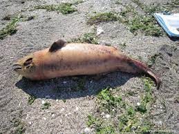 الدرافيل .. ضحية الحرب الروسية الاوكرانية 21 - جريدة المساء