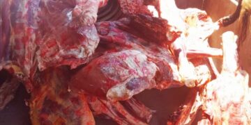 ضبط 34 طن لحوم وجبن غير صالحة واحتكار 25 طن حبوب متنوعة بثلاجة بفوه 2 - جريدة المساء ضبط 34 طن لحوم وجبن غير صالحة واحتكار 25 طن حبوب متنوعة بثلاجة بفوه 1 - جريدة المساء