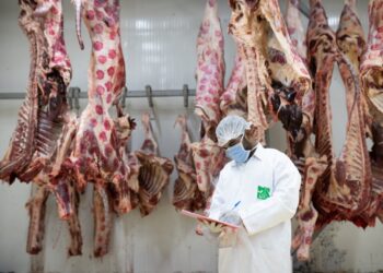 مصر الخير تطلق حملة صك الأضحية للعام الثامن على التوالي لتوزيع اللحوم على الأسر الأولى بالرعاية 27 - جريدة المساء