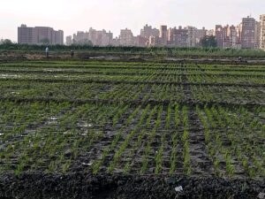 د.حمدي الموافي: التجارب البحثية تتواصل لاستنباط سلالات أرز مصرية جديدة عالية الإنتاجية 23 - جريدة المساء