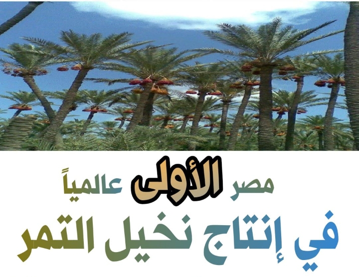 15.5مليون نخله مصر الاولى عالميا فى إنتاج نخيل التمر.. 17 - جريدة المساء
