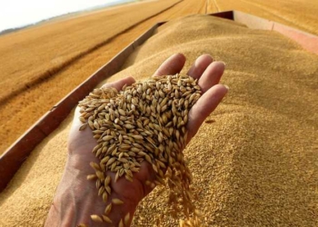 روسيا تعلق تطبيق اتفاق تصدير الحبوب الأوكرانية 19 - جريدة المساء