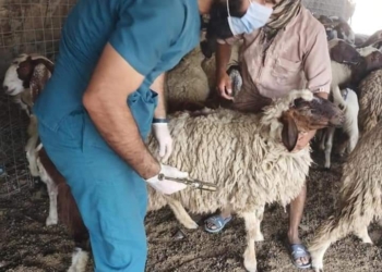 بدء تحصين الأغنام والماعز ضد مرض طاعون المجترات الصغيرةبمدينة الحمام بمطروح 16 - جريدة المساء