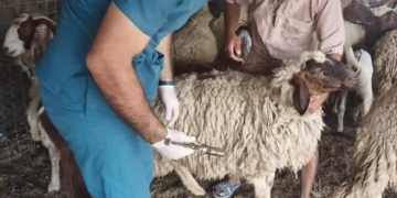 بدء تحصين الأغنام والماعز ضد مرض طاعون المجترات الصغيرةبمدينة الحمام بمطروح 2 - جريدة المساء بدء تحصين الأغنام والماعز ضد مرض طاعون المجترات الصغيرةبمدينة الحمام بمطروح 1 - جريدة المساء