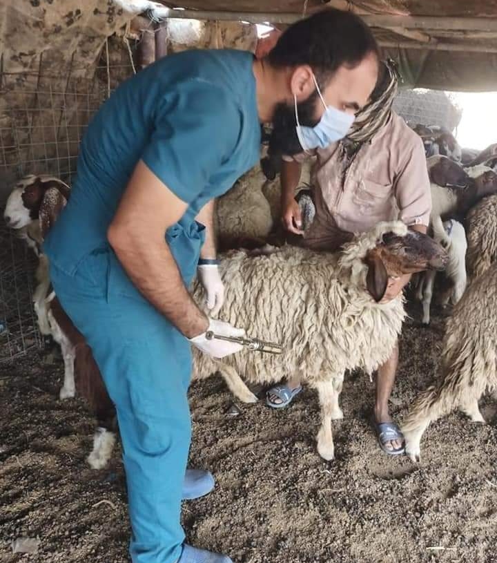 بدء تحصين الأغنام والماعز ضد مرض طاعون المجترات الصغيرةبمدينة الحمام بمطروح 20 - جريدة المساء بدء تحصين الأغنام والماعز ضد مرض طاعون المجترات الصغيرةبمدينة الحمام بمطروح 19 - جريدة المساء