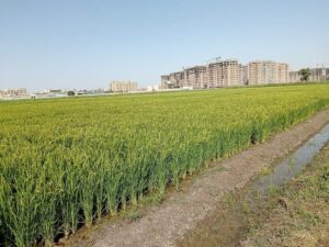 د.حمدي الموافي : محصول الأرز يبشر بالخير،وانتهاء إختبارات التجانس والأمراض والقيمة الزراعية للسلالات الجديدة 28 - جريدة المساء د.حمدي الموافي : محصول الأرز يبشر بالخير،وانتهاء إختبارات التجانس والأمراض والقيمة الزراعية للسلالات الجديدة 27 - جريدة المساء