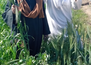 "معهد بحوث أمراض النباتات" يصدر توصيات هامة لمزارعى القمح قبل موسم الزراعة 34 - جريدة المساء