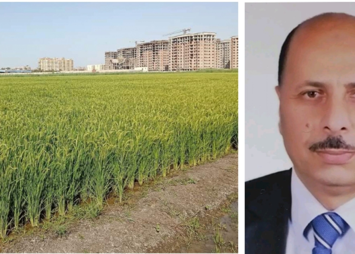 د.حمدي الموافي : محصول الأرز يبشر بالخير،وانتهاء إختبارات التجانس والأمراض والقيمة الزراعية للسلالات الجديدة 20 - جريدة المساء د.حمدي الموافي : محصول الأرز يبشر بالخير،وانتهاء إختبارات التجانس والأمراض والقيمة الزراعية للسلالات الجديدة 19 - جريدة المساء