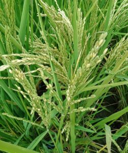 د.حمدي الموافي : محصول الأرز يبشر بالخير،وانتهاء إختبارات التجانس والأمراض والقيمة الزراعية للسلالات الجديدة 23 - جريدة المساء