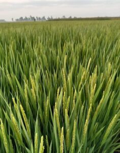 د.حمدي الموافي : محصول الأرز يبشر بالخير،وانتهاء إختبارات التجانس والأمراض والقيمة الزراعية للسلالات الجديدة 25 - جريدة المساء