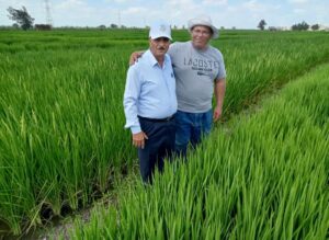 د.حمدي الموافي : محصول الأرز يبشر بالخير،وانتهاء إختبارات التجانس والأمراض والقيمة الزراعية للسلالات الجديدة 22 - جريدة المساء د.حمدي الموافي : محصول الأرز يبشر بالخير،وانتهاء إختبارات التجانس والأمراض والقيمة الزراعية للسلالات الجديدة 21 - جريدة المساء