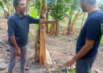 "الزراعة" تقدم توصيات فنية لمزارعي الموز 19 - جريدة المساء