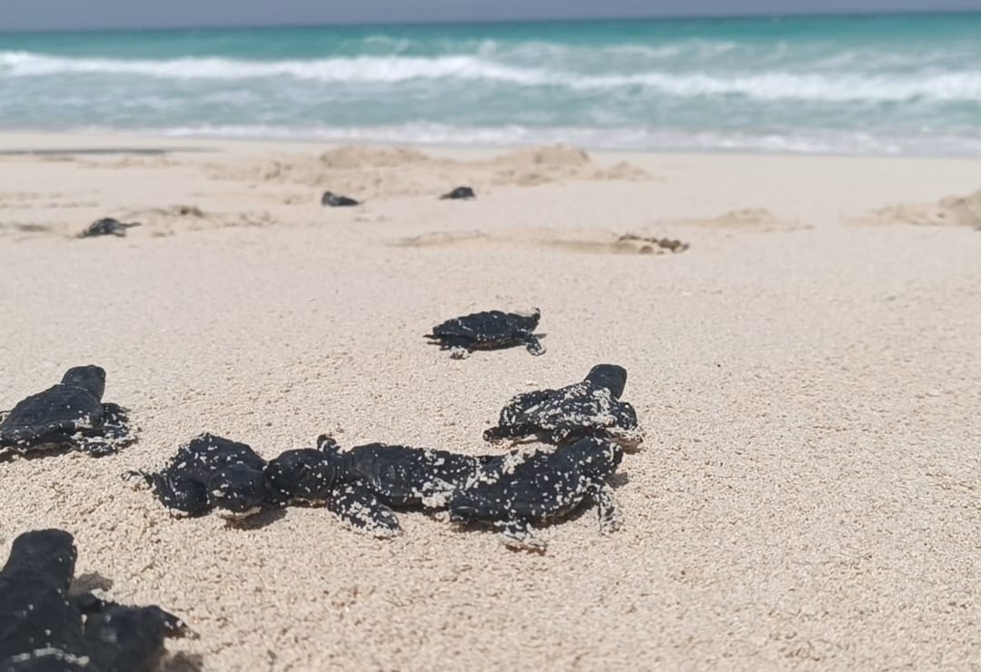 العثور علي 50 سلحاة بحرية صغيرة واعادتها للبخرة مرة اخري 19 - جريدة المساء