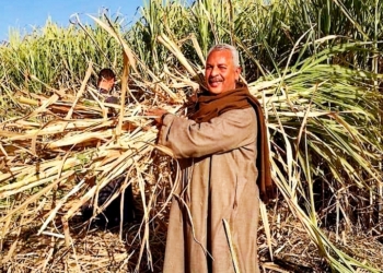 نقيب الفلاحين: إرتفاع اسعار السكر غير مبرر 18 - جريدة المساء