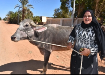 فى إطار مبادرة"حياة كريمة".."الزراعة" توزع 35 رأس ماشية مجاناً للسيدات الأكثر احتياجا..بأسوان 28 - جريدة المساء