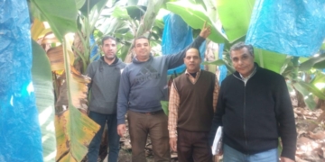 "الزراعة" تواصل متابعة اعمال مكافحة التورد والتبرقش في الموز بالغربية 1 - جريدة المساء