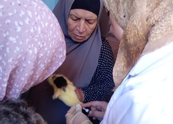 تحصين 64 ألف طائر من مرض أنفلونزا الطيور والأمراض الوبائية بقرى كفر الشيخ 29 - جريدة المساء