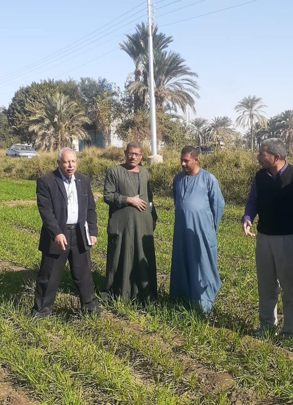 عقد ندوة إرشادية بحقل مزارع بقرية بني محمد شعراوي مركز أبو قرقاص للتوعية الصحيحة لزراعة محصول القمح 19 - جريدة المساء