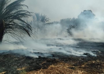 السيطرة على حريق "الموشية" بالوادي الجديد واحالة المتسبب للنيابة العامة 17 - جريدة المساء